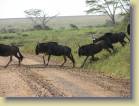 tanzania-kenia-0109