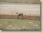 tanzania-kenia-0137