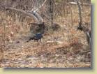 zambia-0019
