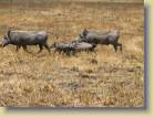 zambia-0022