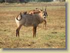 zambia-0025