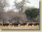 zambia-0044