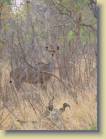 zambia-0046
