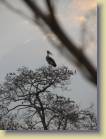 zambia-0047