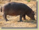 zambia-0050