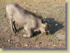 zambia-0052