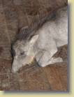 zambia-0053