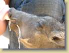 zambia-0055