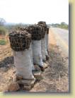 zambia-0061
