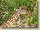 zambia-0072