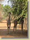 zambia-0073