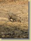 zambia-0074