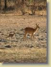 zambia-0075