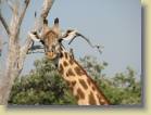 zambia-0080