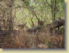 zambia-0081