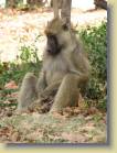 zambia-0083