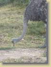 zuid-afrika-0029