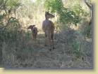 zuid-afrika-0032
