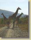 zuid-afrika-0036