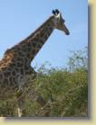 zuid-afrika-0037