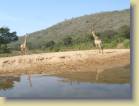 zuid-afrika-0038