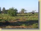 zuid-afrika-0048
