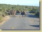 zuid-afrika-0074