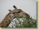zuid-afrika2-0065