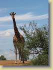 zuid-afrika2-0163